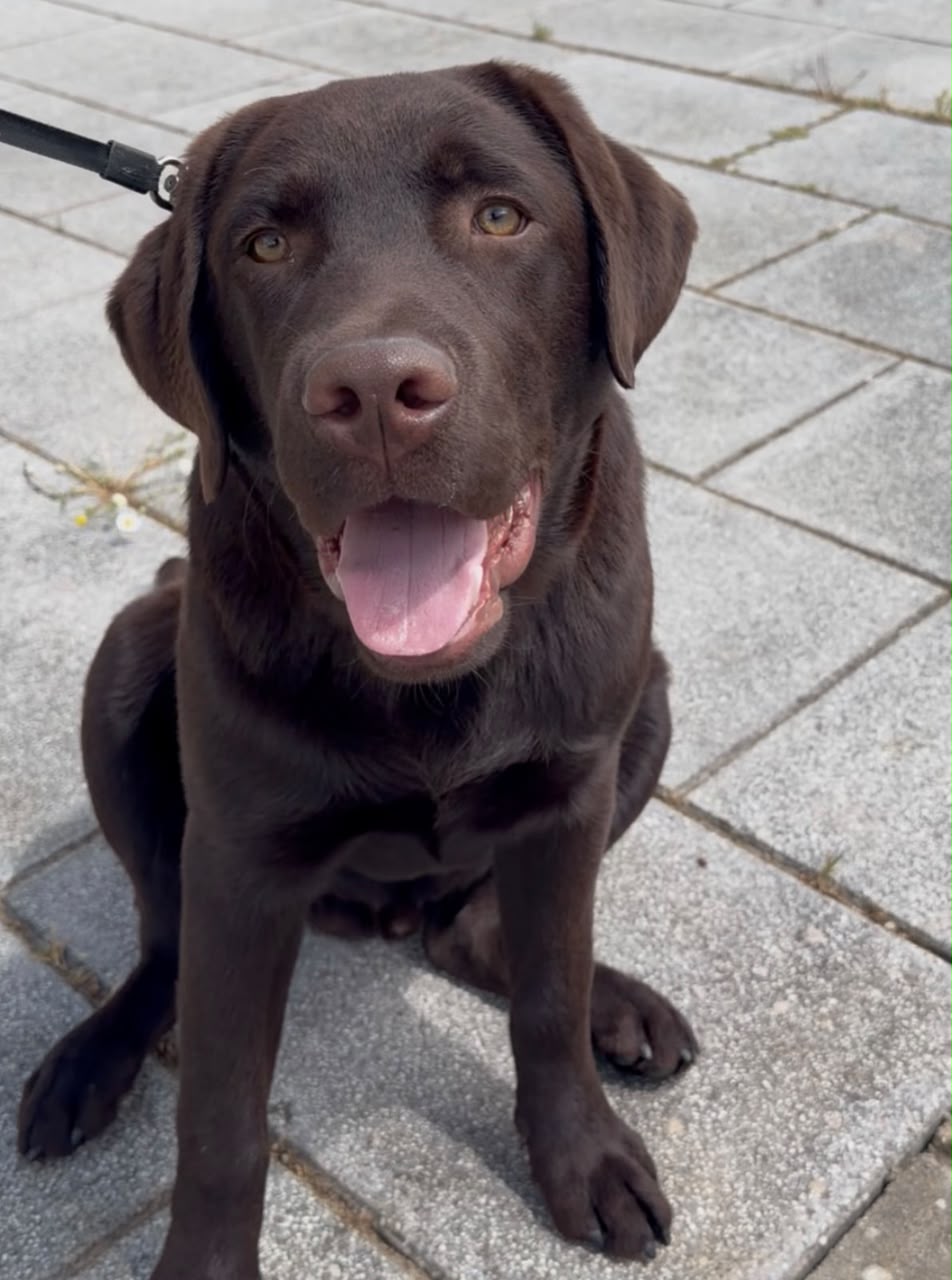 Barney, a chocolate Labrador Retriever, sitting outdoors