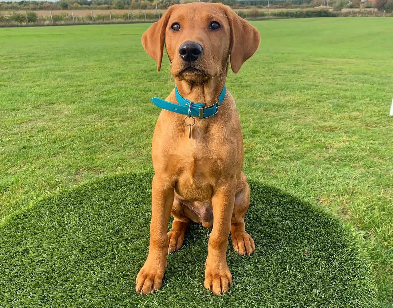 Baxter, a fox red Labrador Retriever, sitting on grass