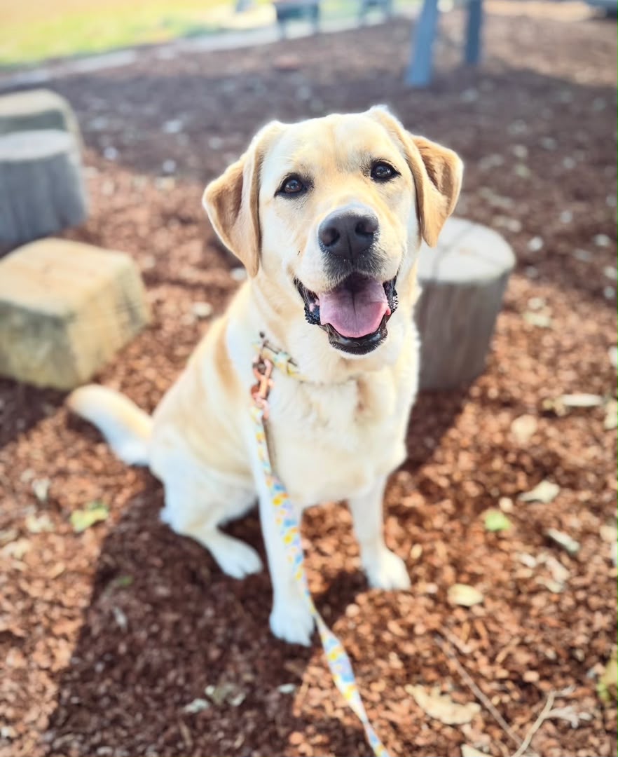 Juno, a yellow Labrador Retriever, smiling outdoors