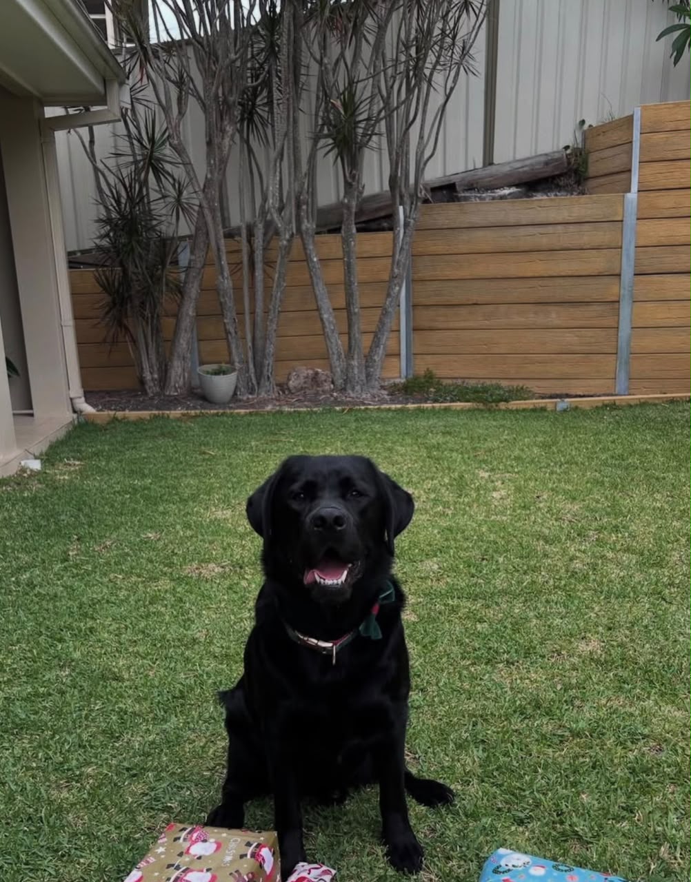 Murphy, a black Labrador Retriever, sitting outdoors