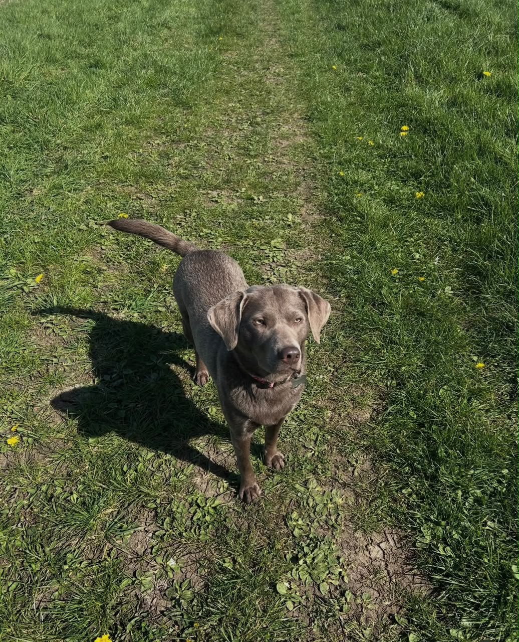 Treasure, a silver Labrador Retriever, enjoying time outdoors