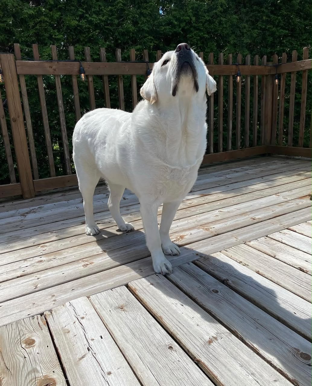 Zephyr, a yellow Labrador Retriever, standing on a sunny deck