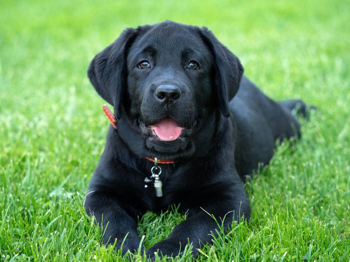 Black Labrador Retriever resting on grass