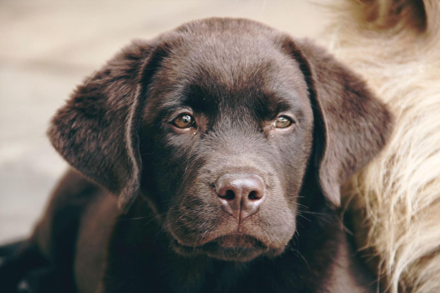 Chocolate Labrador Retriever dog