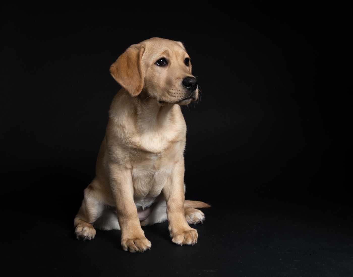 Yellow Labrador Retriever dog